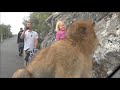 gibraltar monkeys i the only wild monkeys in europe