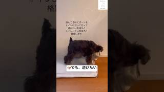 ボール遊びしたいけどトイレもしたい、、　　#ミニチュアシュナウザー #犬　#子犬　#かわいい犬 #shorts