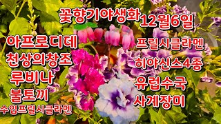 #유럽수국   #유럽사계장미   #수입프릴시클라멘 #히야신스4종 #스트렙토카르푸스 #아프로디테 #천상의 창조#gardening   #공기정화식물   #믹스포트멈