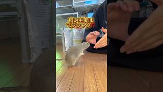 飼い主は実はマジシャンでした❓ #リチャードソンジリス #ピー助 #short