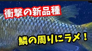 衝撃的な表現のメダカをお迎えしました！【めだか】