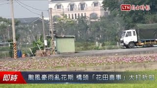 颱風豪雨亂花期 橋頭「花田喜事」規模大打折扣