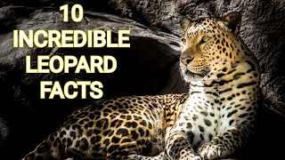 10 INCREDIBLE LEOPARD FACTS