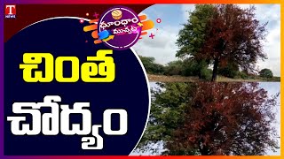 ఇదెక్కడి వింత..రెండు రంగుల చింత చెట్ట | Tamarind Tree | Dhoom Dhaam Muchata | T News