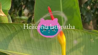 Heliconia latispatha (expanded lobsterclaw)  plant