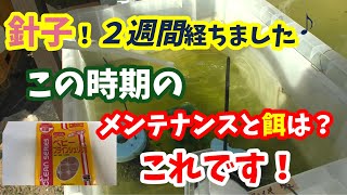 5月です！そして針子が２週間経ちました♪生まれて２週間が勝負と言われる針子！やっと２週間！今回はこの子たちのメンテナンスと餌を考えてみました！