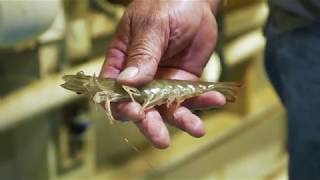 NaturalShrimp Corporate Video