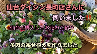 【仙台のダイシン長町店に伺いました。】購入苗のご紹介【多肉の寄せ植え】