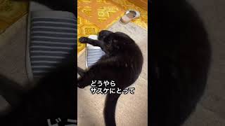 くさいにおいがたまらなくら好きな黒猫現る！？#shorts #猫 #保護猫 #臭い