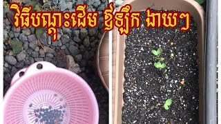 វិធីបណ្ដុះដើមឪឡឹក  how to grow watermelon 🍉