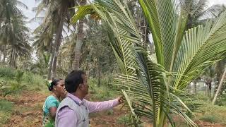 ತೆಂಗಿನಮರದ ರಸ ಒಡೆಯುವ ಮತ್ತು ಸುಳಿ ರೋಗಕ್ಕೆ ಸರಿಯಾದ ನ್ಯಾನೋ ತಂತ್ರಜ್ಞಾನ ಗೊಬ್ಬರಬಳಸಿ ಯಶಸ್ವಿ ಕಂಡ ಅದ್ಭುತ ರೈತರು