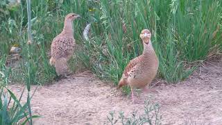 irani teetar pair andon ka season, lover bird francolin pair