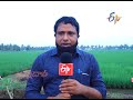 sheath blight u0026 stem rot in kharif paddy వరిలో పాముపొడ కాండంకుళ్ళు తెగుళ్ళు సమగ్ర నివారణ