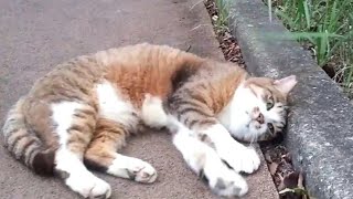 公園の野良猫、顔を見ると喜んでゴロンゴロン、地面に頭を擦り付けてる