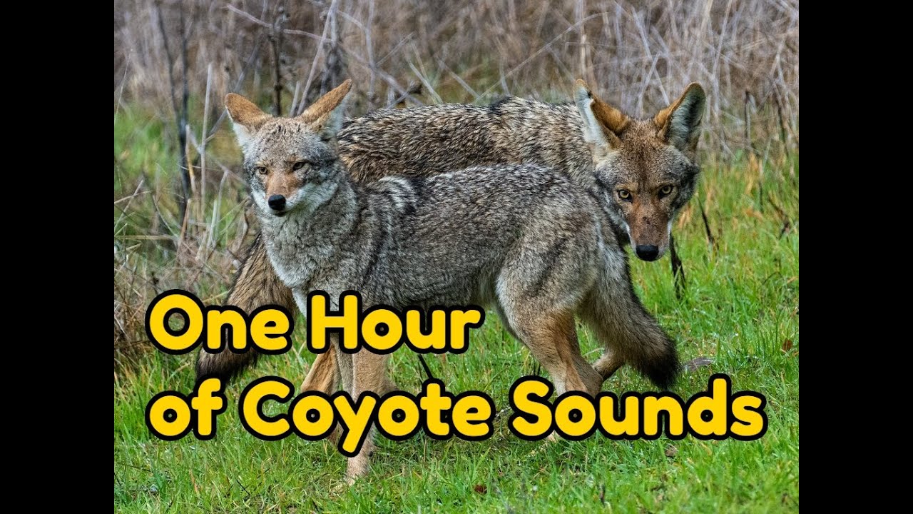 One (1) Hour Of Coyote Sounds - Coyotes At Night, Howling, Yipping And ...