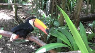 The Parque das Aves, Foz do Iguassu - Brazil