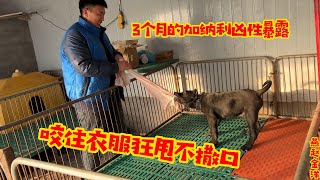 三个月加纳利凶性暴露，咬住衣服狂甩不撒口，不愧是猛犬后代