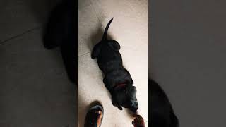 black labrador puppy shaking hand KNIGHT 🔥🔥