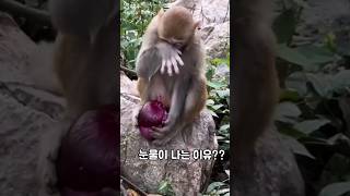 눈물이 나는 이유??#원숭이#monkeylove #심심할때보는영상