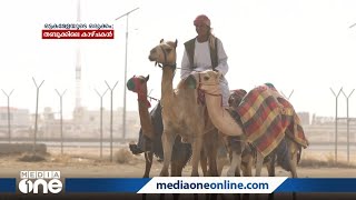 ഒട്ടകമേളയുടെ ഒരുക്കം: തബൂക്കിലെ കാഴ്ചകള്‍ |  Tabuk Camel Festival 2021 | Weekend Arabia |