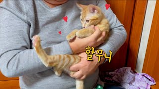 일주일만에 할머니 만난 새끼고양이 \