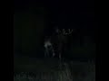 moose at night shorts hunting 027