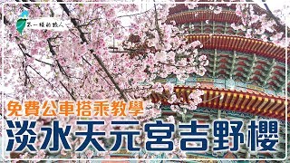 2019淡水天元宮櫻花(吉野櫻)盛開，搭乘免費公車賞花去! #淡水天元宮吉野櫻