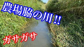 道東遠征！農場脇の水路で魚捕り！【ガサガサ】