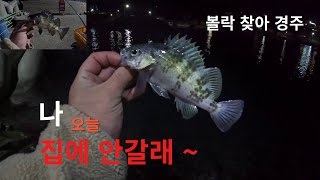 밤이 깊어지면 나오는 재미있는 녀석 볼락 낚시