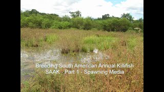 Breeding South American Annual Killifish - Spawning Media