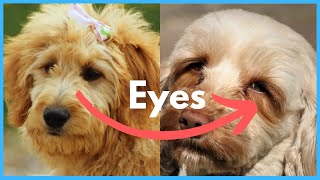 Cockapoo vs Cavapoo - 10 Similarities & Differences