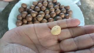 7075858499_7095858499 call me plant's Macadamia nuts