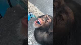 Chimpanzee drinking powerade🤣😂 #shorts #ytshorts #trending #viral