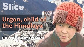 Urgan, child of the Himalaya I SLICE I Full documentary