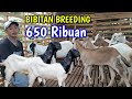 Harga Kambing Termurah Siap Kirim Sampai Tempat