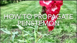 How To Propagate Penstemon, How To Take Penstemon Cuttings