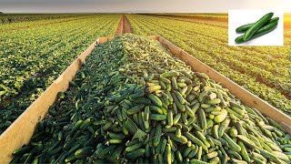 Amazing Agriculture Technology, Plant and Harvest Cucumbers in The Net House, Harvest Bell Paper