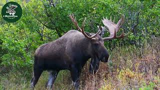 Big AK Bull Moose and His Date | MooseMan Video Photography Calendar