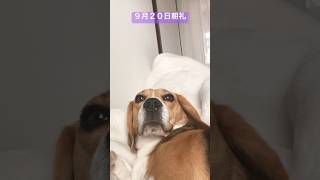 ９月２０日の朝礼に参加するビーグル犬#ビーグル#beagle