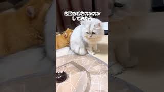 どんなに妹に拒否られてもめげない兄猫w #shorts