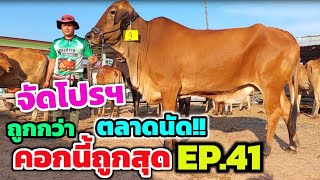 คอกนี้ถูกสุด EP.41 (7 พ.ย.65 ) จัดโปรฯเด็ดแบบถูกกว่าตลาดนัดหลายเท่า รีบเลย!!