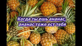 Не ешь АНАНАС пока не посмотришь это видео. Польза и вред АНАНАСА. Почему ты не должен есть АНАНАС?