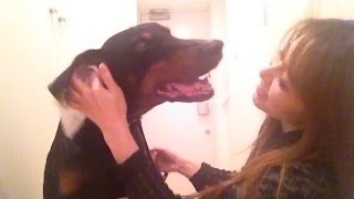 A dog with pleasant ear cleaning. 耳掃除されるのが大好きな犬