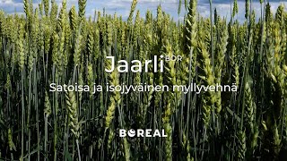 Jaarli BOR - Huippulaatua leivontaan