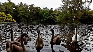 Clumber Park in October ( National Trust / Worksop /Nottinghamshire )