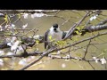 河口湖フィールドセンターの桜とコガラ　その１（4k60p動画）