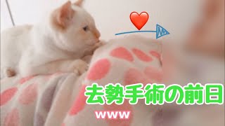 [保護子猫]去勢手術前日の子猫の様子