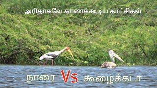 கூழைக்கடா Vs நாரை|திருப்பூர் நஞ்சராயன்குளம் பறவைகள் சரணாலயம்|Tiruppur Bird sanctuary|Nanjarayan Tank