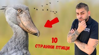 Топ 10 НАЙ-СТРАННИ И ОПАСНИ ПТИЦИ на Планетата