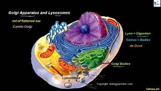 Golgi Apparatus and Lysosomes, Biology Lecture | Sabaq.pk